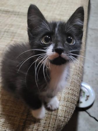 Отдам котенка в хорошие руки