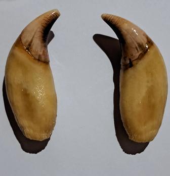 Продам клыки медвежьи