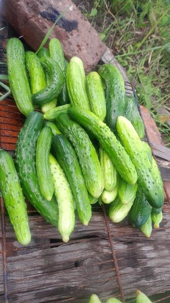Продам домашние огурцы.