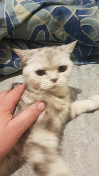 Срочно отдам кошку в добрые руки