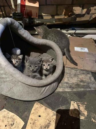 Котята в добрые руки