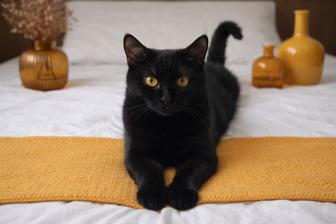 Котик СТЕПАН ищет семью. 8 месяцев