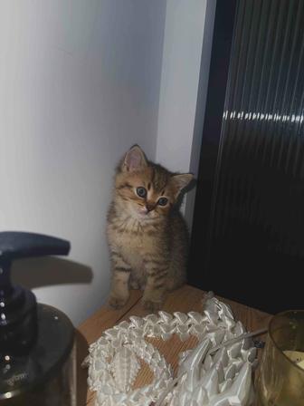 Котенок шотландец мальчик