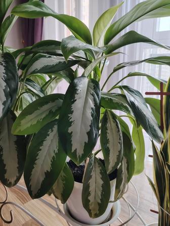 Комнатные цветы Аглаонема