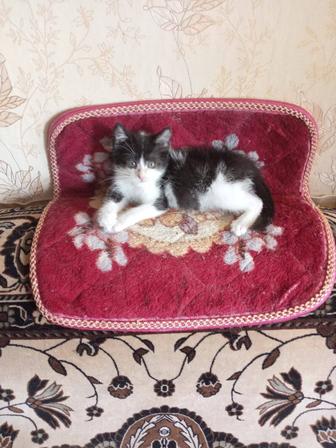 Отдам котенка в хорошие руки! Мальчик!
