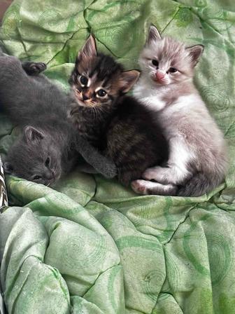 Котята бесплатно