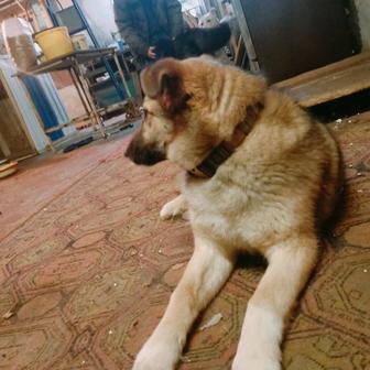 Друг человека.