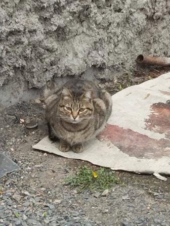 Кот в частный дом