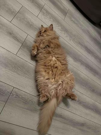 Отдам кота в хорошие руки