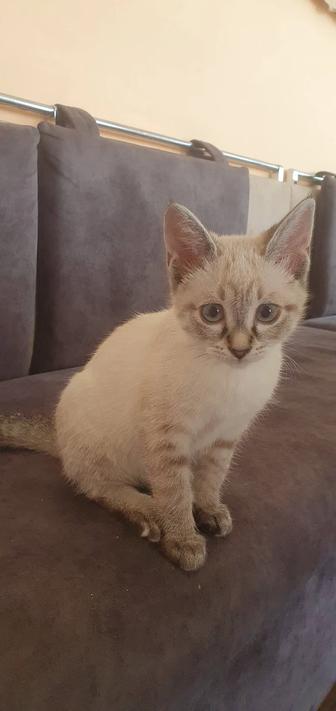 Отдам котенка в хорошие руки