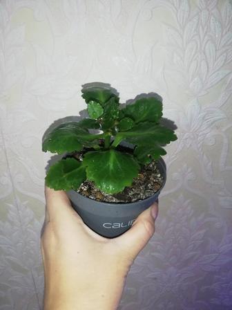 Каланхоэ цветущий