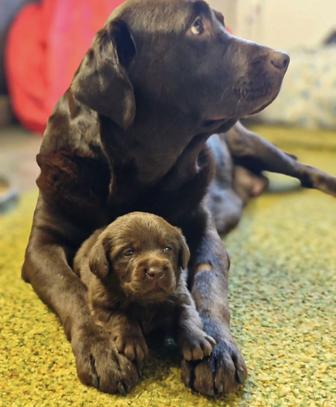 Щенки лабрадора шоколадки