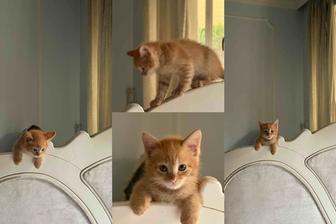 Отдам котенка в добрые руки. БЕСПЛАТНО!!!