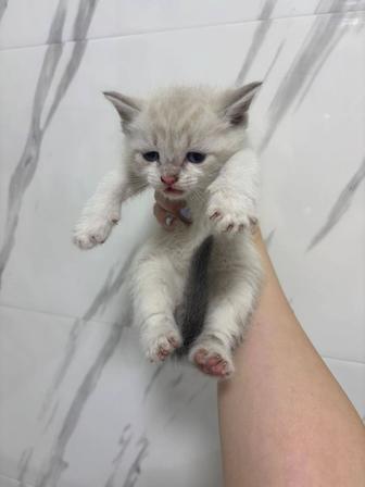 Котята сиамские Красивые