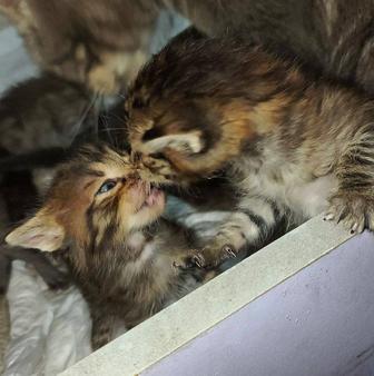 отдам котят мейн-кун