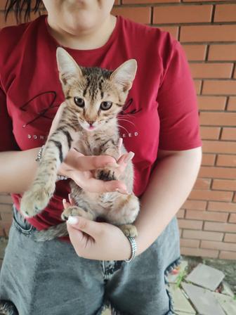 Отдам котенка в хорошие руки