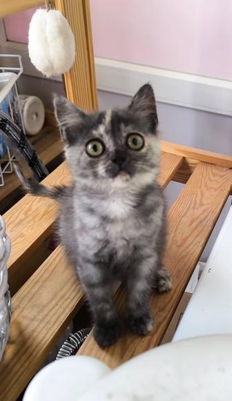 Котенок девочка, 2 месяца, в заботливые руки.
