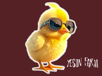 Инкубационные яйца бройлера арбор айкрес высокий процент вывода