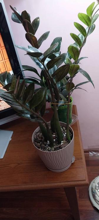 Цветок доллар