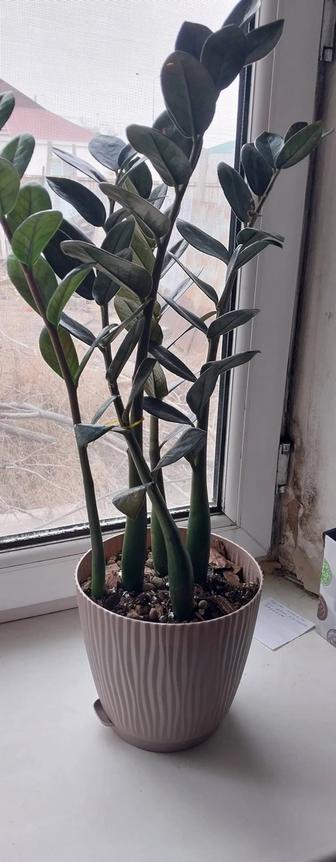 Цветок доллар