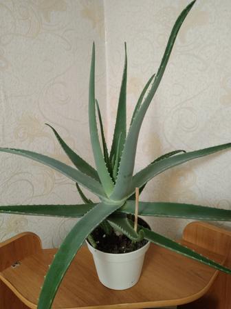 Продам алоэ вера