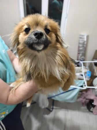 Продам Шпица