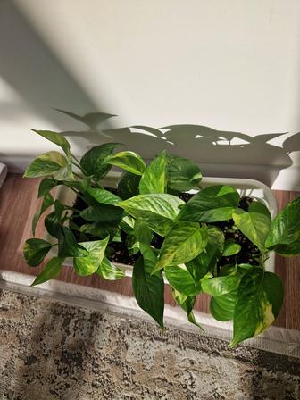 Эпипремнум золотистый