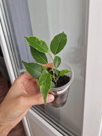 Фикус бенджамина, укорененные черенки
