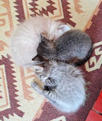 Отдам котят в добрые руки.