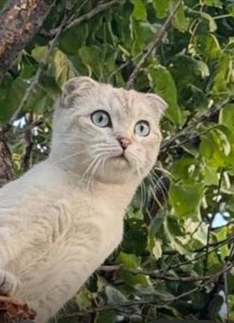Продам котят шотландские вислоухие