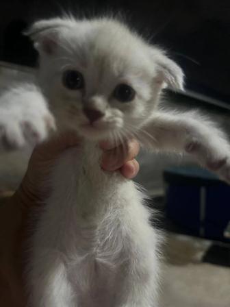 Продам котят шотландские вислоухие