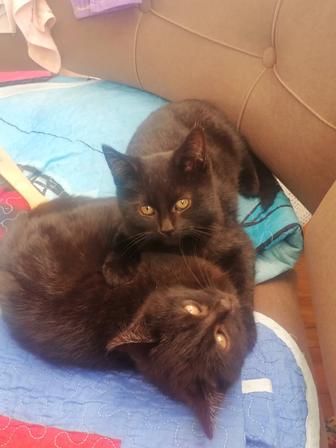 Котят в хорошие руки