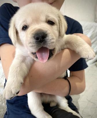 Щенки лабрадора собака няня