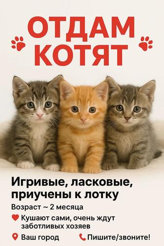 Отдам котят