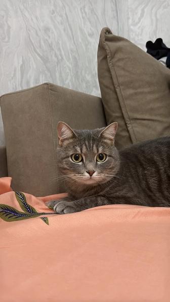 Отдам кота