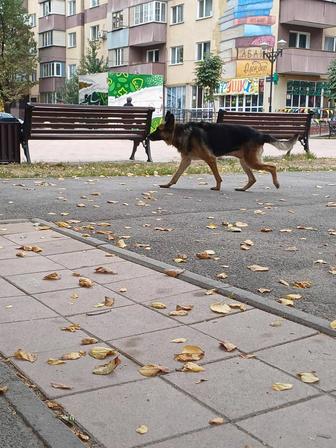 Найдена овчарка девочка