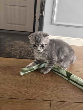 Котенок вислоухий