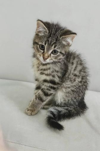 Котенок мальчик ищет семью.