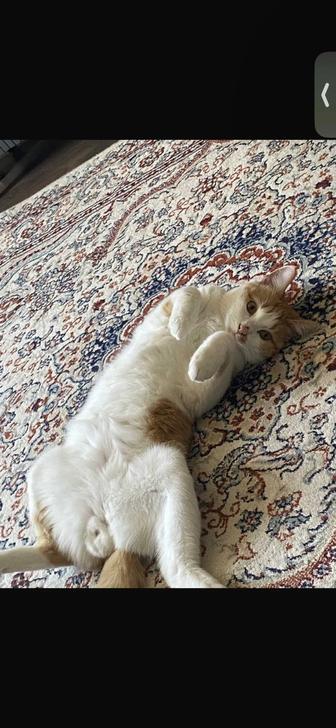 Отдам кота бесплатно