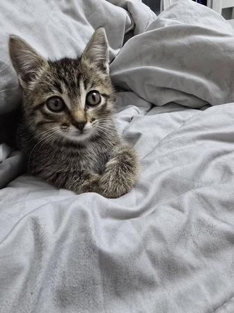Отдам котенка даром