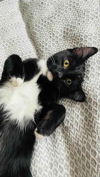 Отдам двух котят хорошим людям