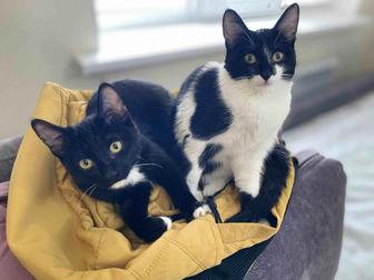 Отдам двух котят хорошим людям