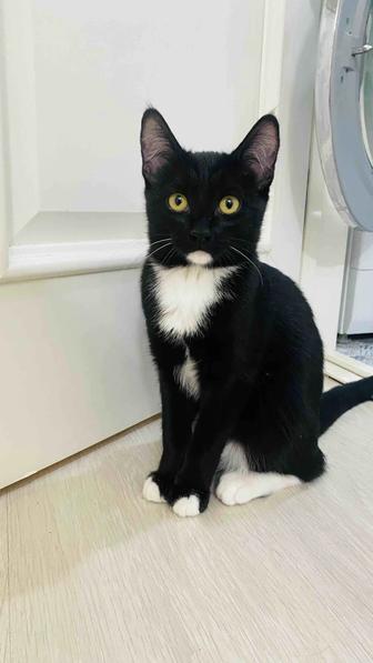 Отдам котенка хорошим людям