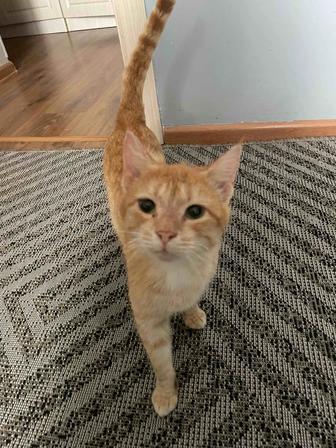 Отдаем кота в добрые руки