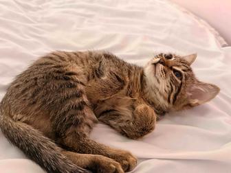 Котенок Бенгалка