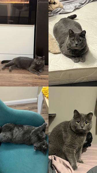 Подарю КОТА