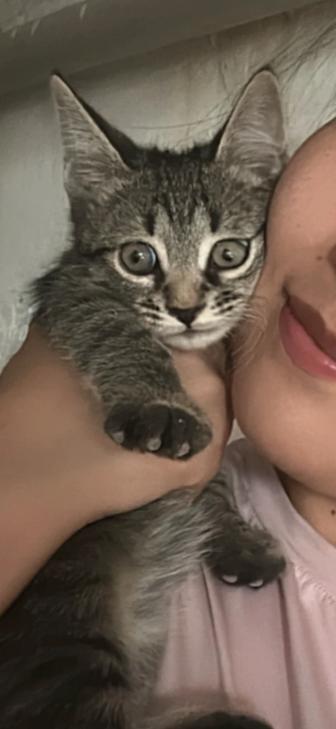 Кот