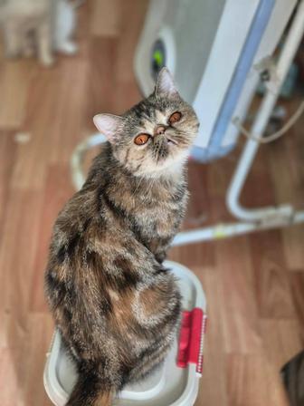 В добрые руки кошечка экзотка