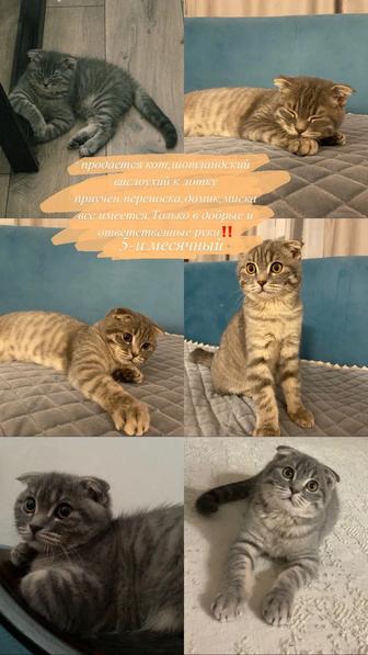продается шотландский вислоухий