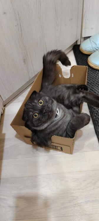 Отдам котенка